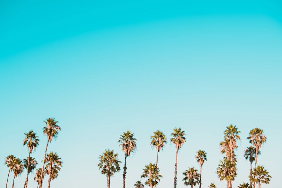 Hohe Palmen mit grünen Wipfeln säumen den unteren Teil des Bildes vor einem klaren, strahlend blauen Himmel und schaffen eine minimale und sommerliche Szene.